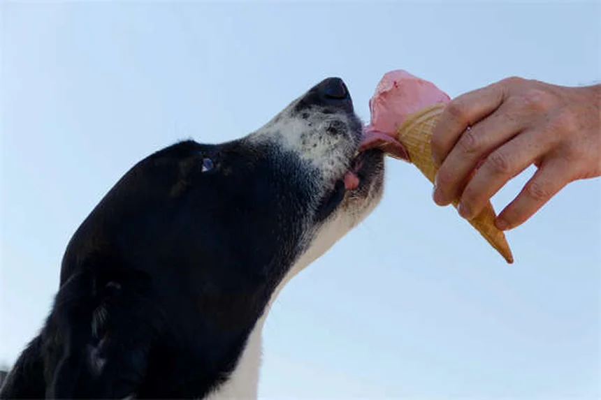 ピットブルは危険な犬種？知っておきたい7つの真実と誤解