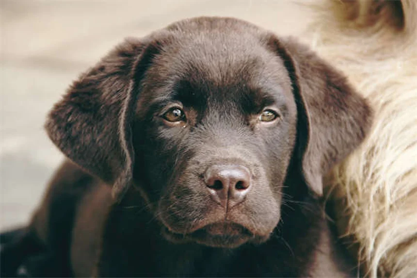 犬のロッキー山紅斑熱（RMSF）とは？症状から予防・治療法まで徹底解説