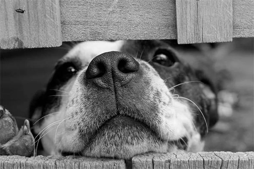 獣医が教える猫の声がかすれる・出ない原因と対処法