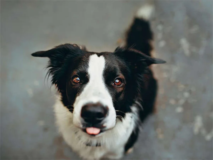 犬猫のベナゼプリル：効果、副作用、正しい使い方の完全ガイド