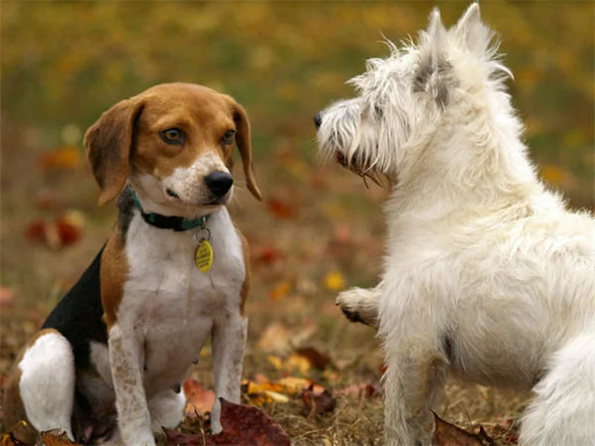 プレマックの原理とは？犬のしつけに活かす3つの具体例とコツ