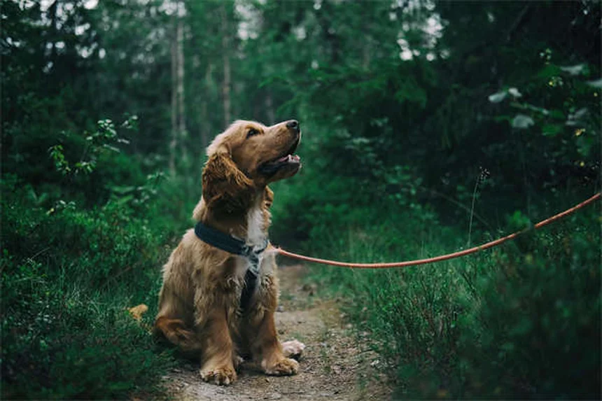 犬の趾間皮膚炎の症状と原因｜獣医師が教える治療法と自宅ケア