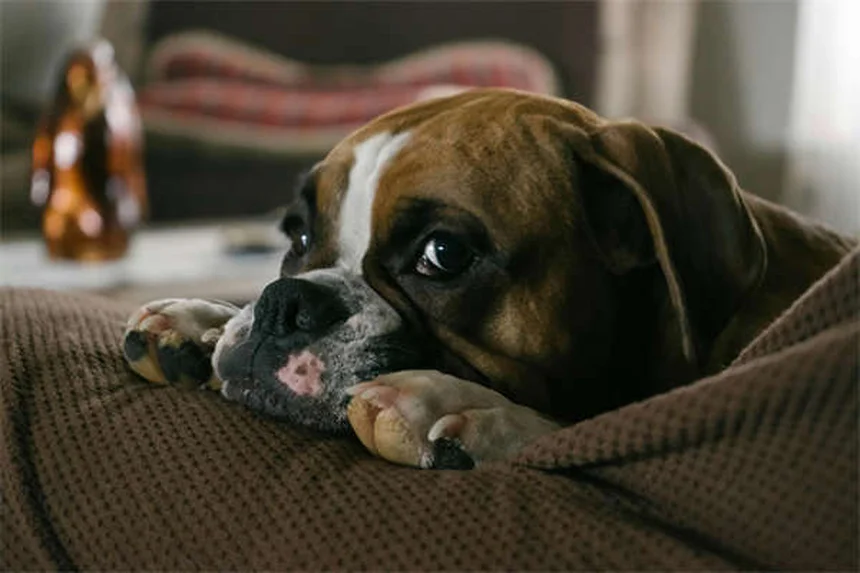 クリスマスツリーを愛犬から守る5つの実践コツ