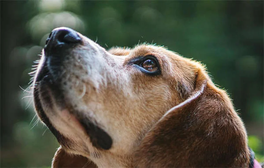 クリスマスツリーを愛犬から守る5つの実践コツ