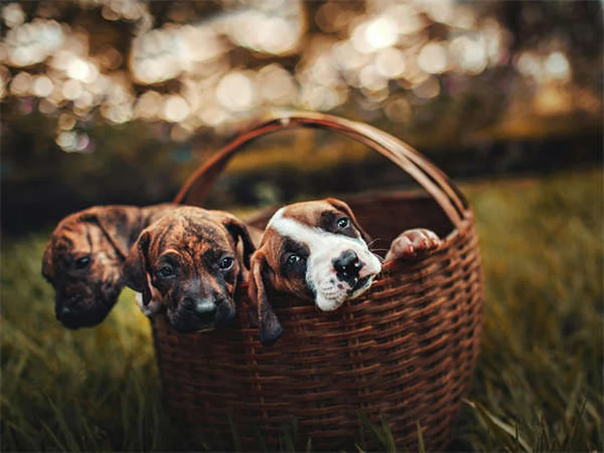 クリスマスツリーを愛犬から守る5つの実践コツ