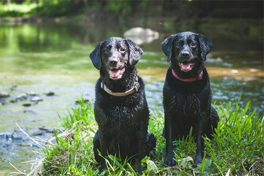 【プロ直伝】犬の伏せをカフェや病院でもできるようにする方法