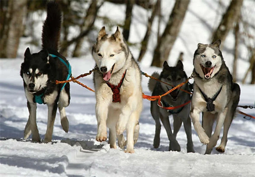 【プロ直伝】犬の伏せをカフェや病院でもできるようにする方法