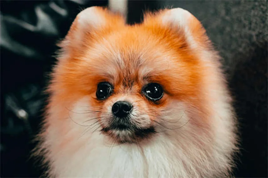 ウサギの脳炎、初期症状を見逃すな！私の経験から学ぶ5つのチェックポイント