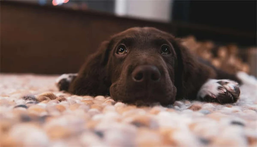 フェレットの呼吸困難、飼い主が知るべき症状チェックリストと緊急対応