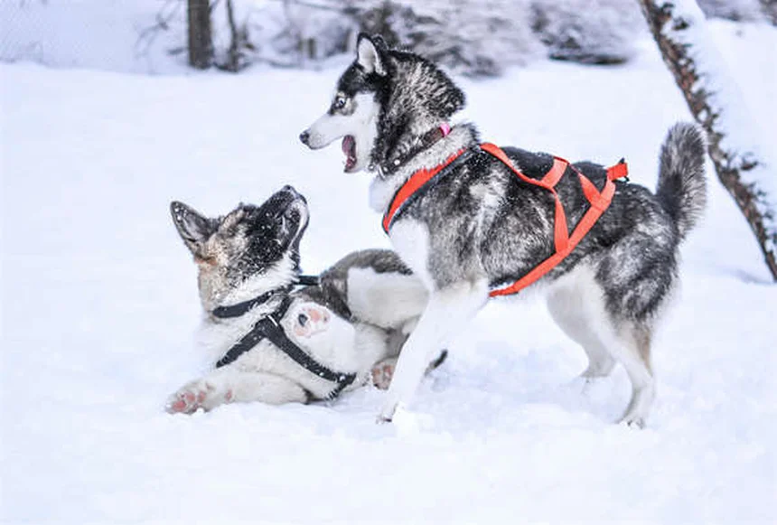 犬の睾丸腫瘍の症状と治療法を獣医師が解説