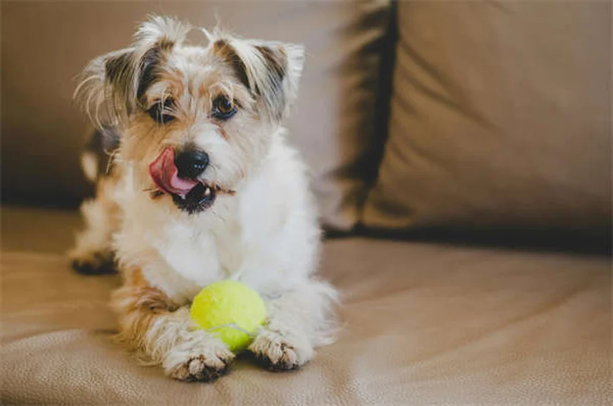 冬に増える愛犬の殺鼠剤誤飲、今すぐできる予防と緊急対処法