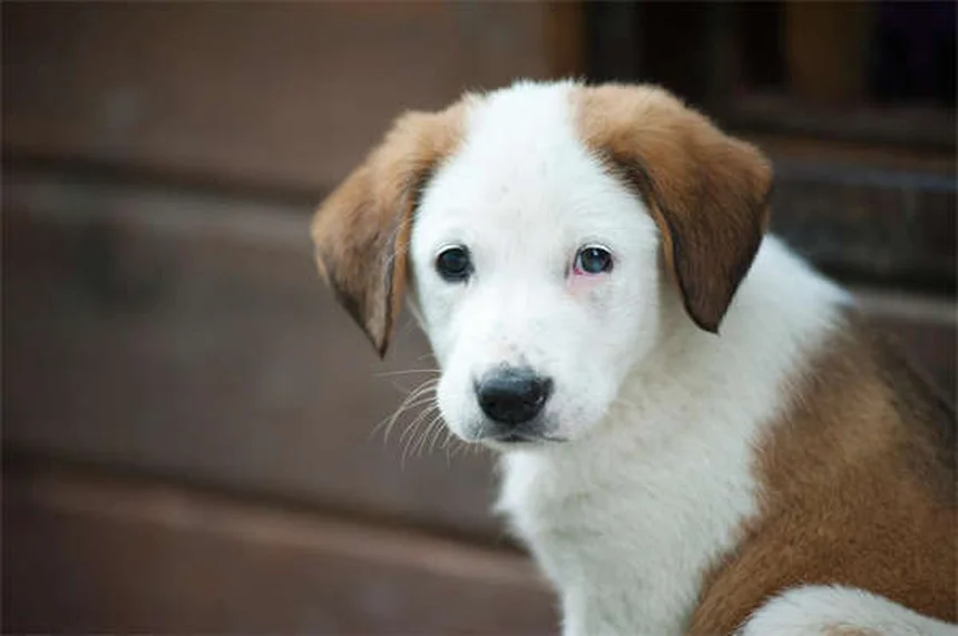 冬に増える愛犬の殺鼠剤誤飲、今すぐできる予防と緊急対処法