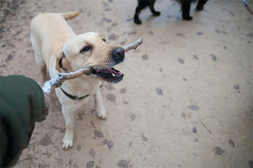 冬に増える愛犬の殺鼠剤誤飲、今すぐできる予防と緊急対処法