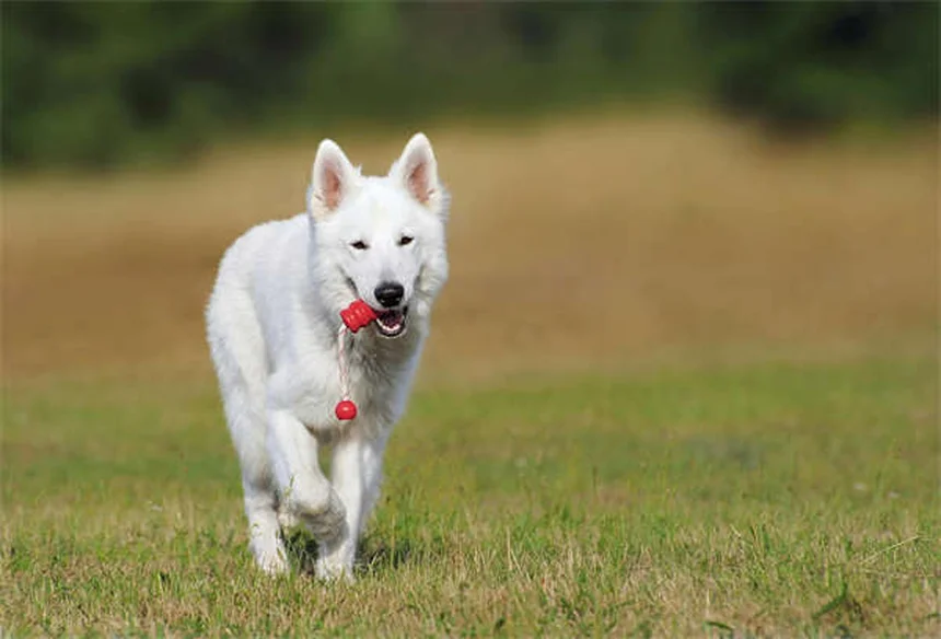 犬と一緒に運動する6つのエクササイズ——本当に効果がある？