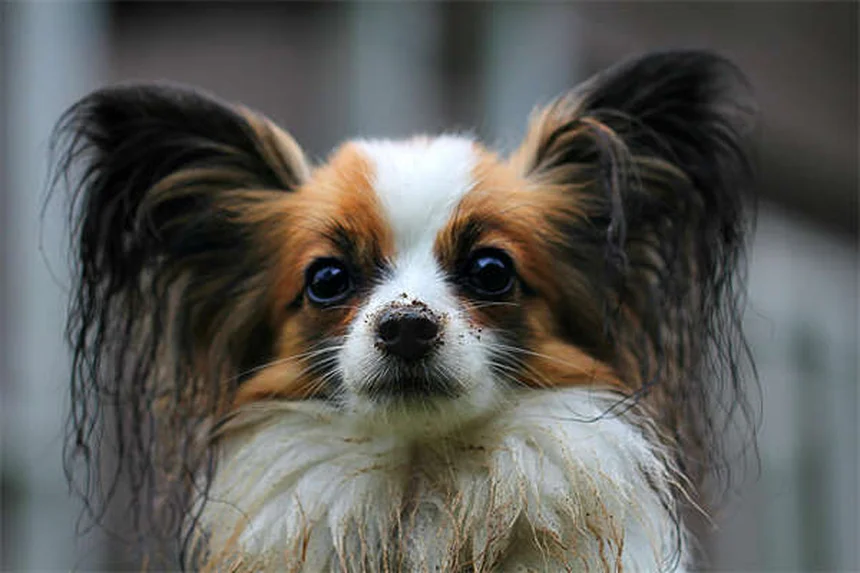 犬と一緒に運動する6つのエクササイズ——本当に効果がある？