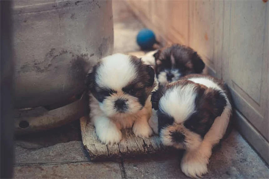 犬と一緒に運動する6つのエクササイズ——本当に効果がある？
