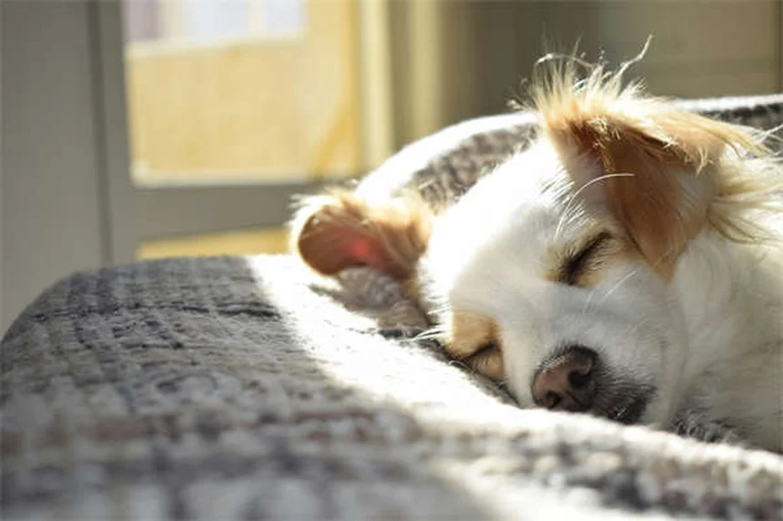 犬の満腹感を高める5つの方法：食べても満足しない愛犬に効果的