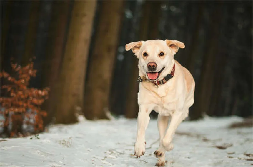 犬の満腹感を高める5つの方法：食べても満足しない愛犬に効果的