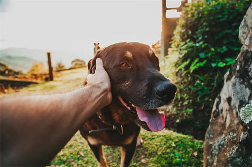 【清潔な犬種】10選！リアルな飼い方とよくある誤解