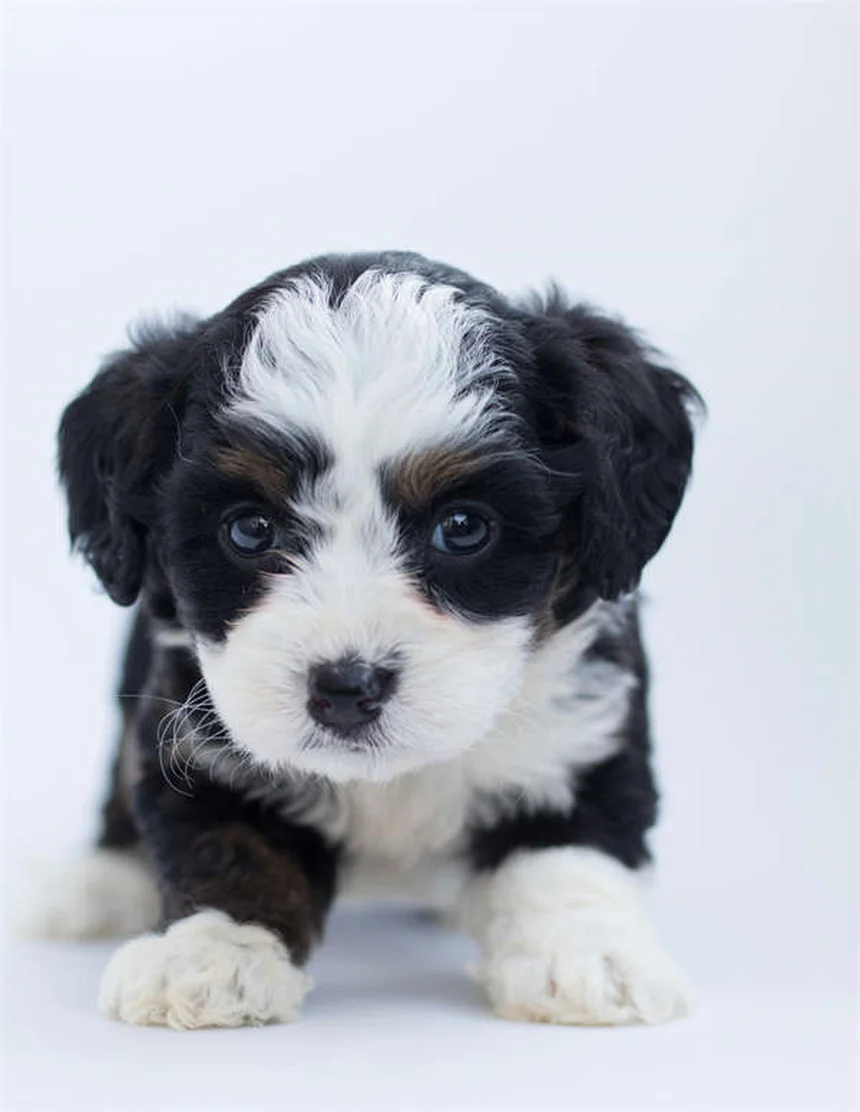【清潔な犬種】10選！リアルな飼い方とよくある誤解