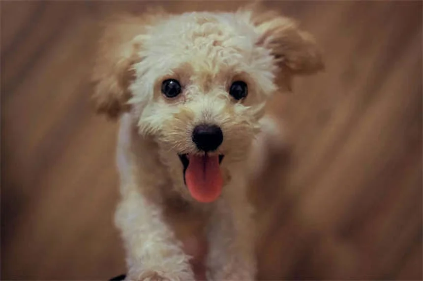 救助犬の種類と役割：捜索救助のヒーローに選ばれる犬種とは？