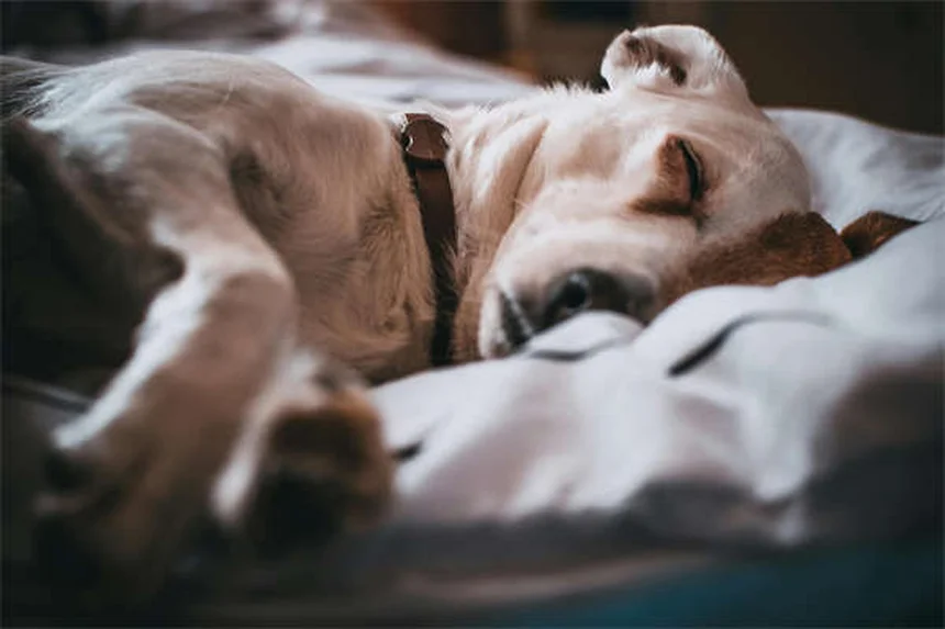 犬の糖尿病とは？症状・治療・費用を徹底解説