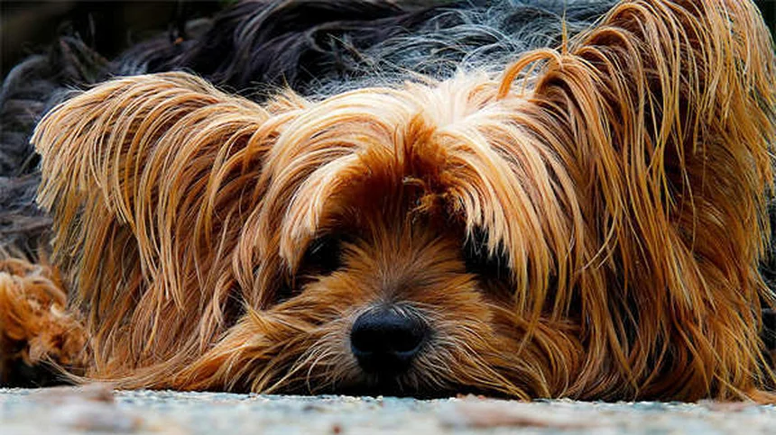 冬の愛犬を守る！ネズミ駆除剤（ラットポイズン）誤飲を防ぐ5つの鉄則
