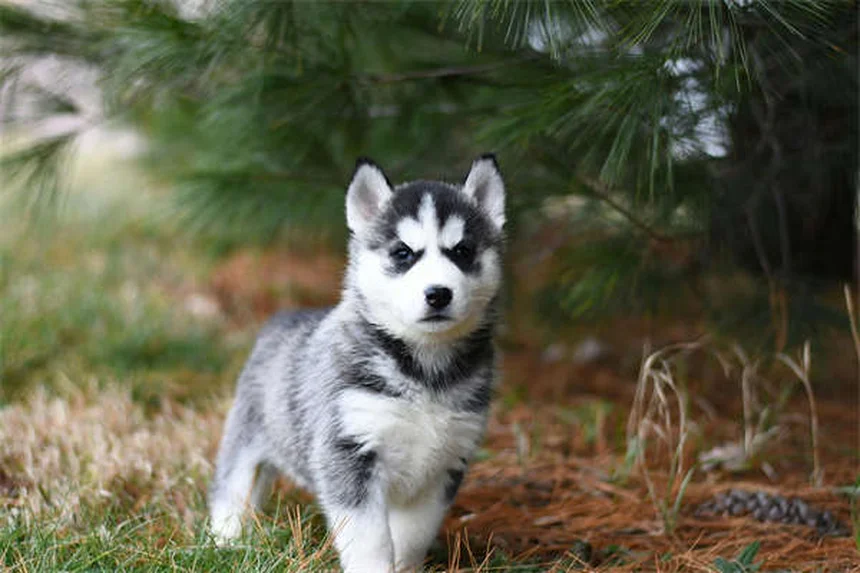 【完全版】人気の小型犬25選！チワワから珍しい犬種まで、性格や飼い方のコツを徹底比較